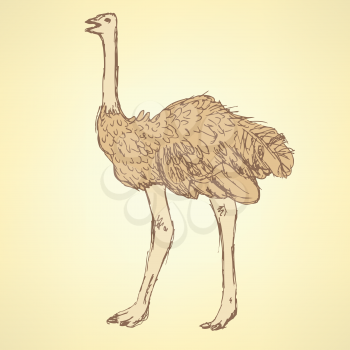 Sketch cute ostrich in vintage style, vector