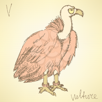 Sketch fancy vulture in vintage style, vector
