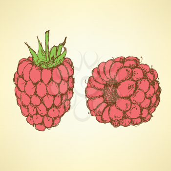 Sketch tasty raspberry in vintage style, vector