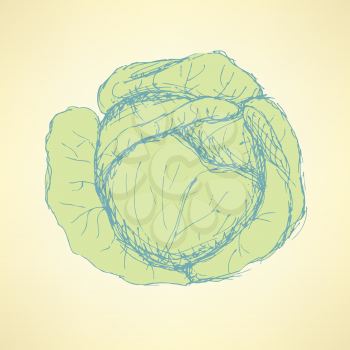Sketch tasty cabbage in vintage style, vector