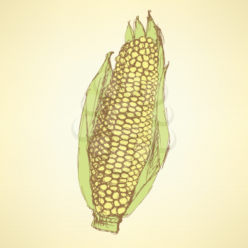 Sketch corn cob in vintage style, vector
