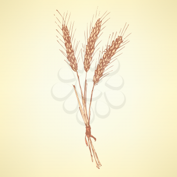 Sketch wheat bran in vintage style, vector