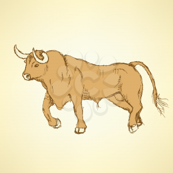 Sketch angry bull in vintage style, vector