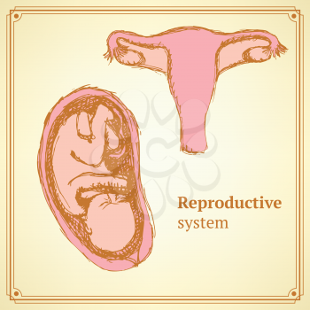 Sketch reproductive system  in vintage style, vector