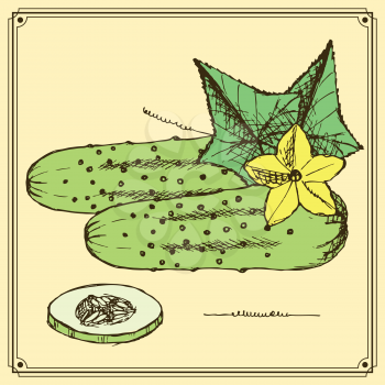 Sketch cucumbers set in vintage style, vector