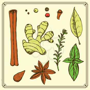 Sketch spices and herbs in vintage style, vector