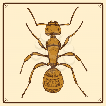Sketch cute ant in vintage style, vector