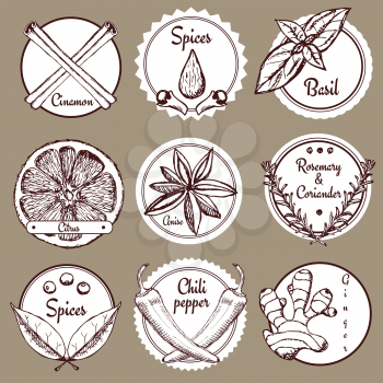 Sketch spices logotypes in vintage style, vector