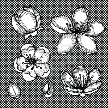 Engraved cherry blossom in vintage style, vector