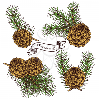 Pine cone set with robbon in vintage style, vector background