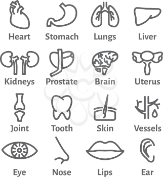 Vector Icon Set of Human Organs.