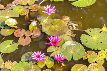 Blossom pink lotus flowers in pond  in a summer day
