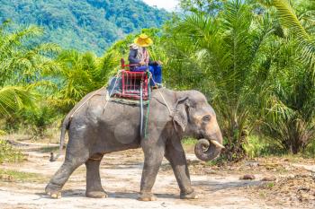 Tourists riding elephant trough jungle in Thailand in a summer day
