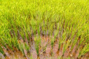 Rice field in Vietnam in a summer day