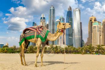 Camel in front of Dubai Marina in a summer day, United Arab Emirates