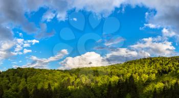 Panorama of Carpathians mountain forest in a beautiful summer day, Ukraine