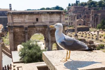 Seagull  and Ancient ruins of Forum  in a summer day in Rome, Italy