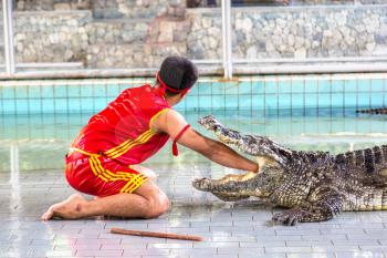 Crocodile show in Pattaya, Thailand in a summer day