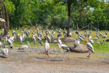 Birds in Safari World Zoo in Bangkok in a summer day