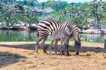 Zebra in Safari World Zoo in Bangkok in a summer day
