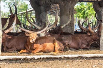 Animals in Safari World Zoo in Bangkok in a summer day