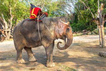 Elephants Trekking  in Pattaya, Thailand in a summer day