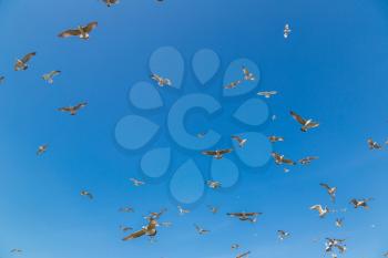 Many seagulls fly against the blue sky in a beautiful summer day