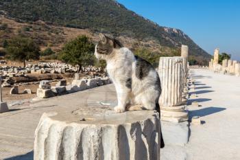 Cat on Ruins of the ancient city Ephesus, the ancient Greek city in Turkey, in a beautiful summer day