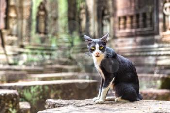 Cat in a Ta Som temple in complex Angkor Wat in Siem Reap, Cambodia in a summer day