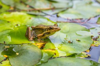 Frog sitting on the lily leaf in pond