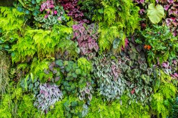 Vertical garden with tropical green leaf and flowers. Nature background