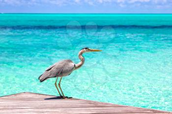 MALDIVES - JUNE 24, 2018: Heron at Tropical beach in the Maldives at summer day