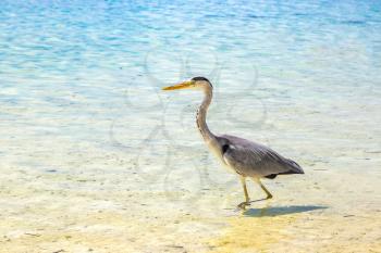 MALDIVES - JUNE 24, 2018: Heron at Tropical beach in the Maldives at summer day