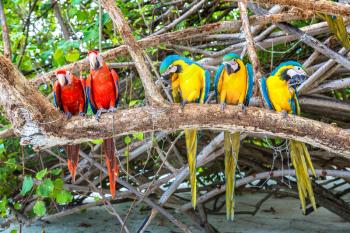 Macaw (Ara ararauna) Parrots stand on the tree branch in a summer day