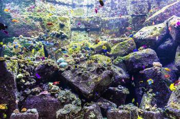 DUBAI, UAE - JUNE 26, 2018: Lost chambers - Large aquarium in Hotel Atlantis in Dubai, United Arab Emirates