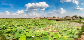 Panorama of Lotus farm near Siem Reap, Cambodia in a summer day
