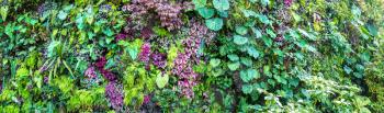 Panorama of Vertical garden with tropical green leaf and flowers. Nature background
