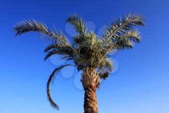 One palm tree at sun light