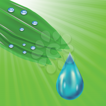 colorful illustration with green leaves and water drops on a green wave background for your design