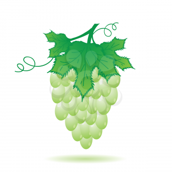 colorful illustration with green grapes for your design
