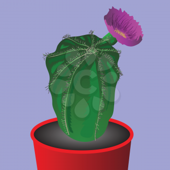 colorful illustration with cactus flower  for your design