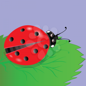colorful illustration with ladybird  for your design