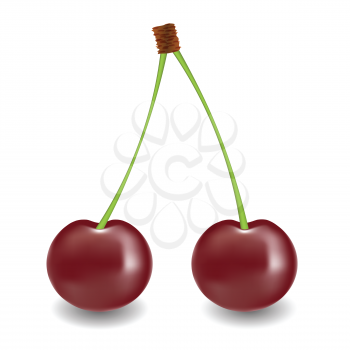 colorful illustration with two cherry for your design