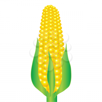 colorful illustration with an ear of corn on a white background