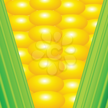 colorful illustration with an ear of corn for your design