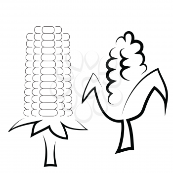  illustration  with corn cobs on white  background