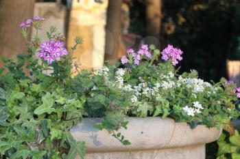 Flowers in a city park. Flowers  in stone vase at sun light.