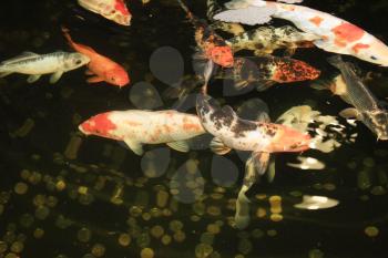 Koi Carps Fish Japanese swimming in aquarium. Red decorative Fishes and Coins in holding tank. Symbols of good luck and prosperity in Japan.