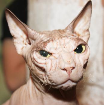 Hairless cat. A wrinkled hairless head of cat. Sphinx white cat.