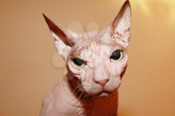 Hairless cat. A wrinkled hairless head of cat. Sphinx white cat.